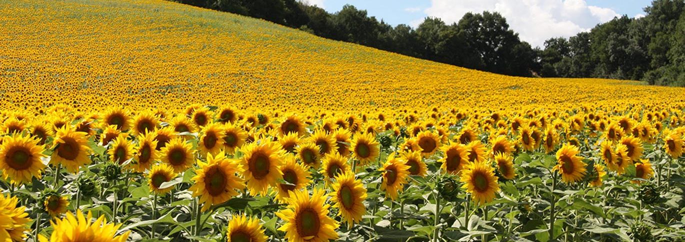 Sunflowers in the countryside of Southern France