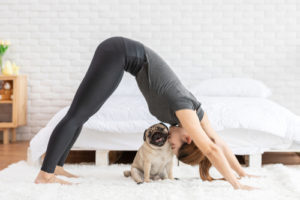 Downward dog with pug - grey and white